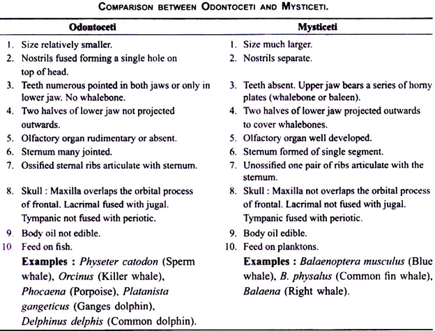 Comparison between Odontoceti and Mysticeti 