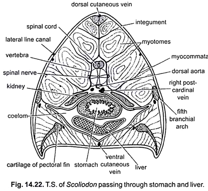 T.S. of Scoliodon Passing thtough Stomach and Liver