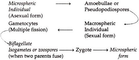 Life-History Formula of Elphidium