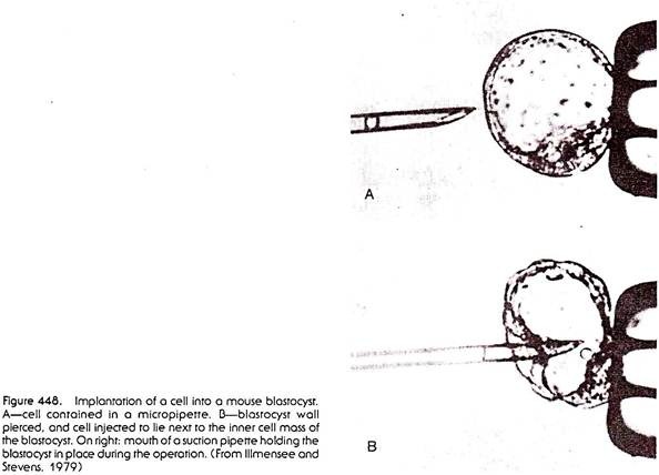 Implantation of a Cell into a Mouse Blastocyst
