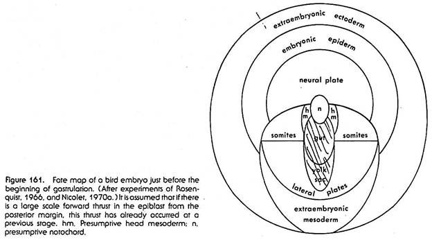 Fate Map of a Bird Embryo
