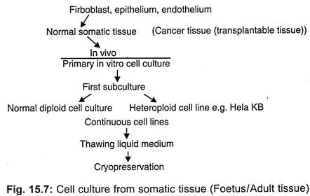 Animal Cell and Cell Culture Notes: Introduction, Substrates, Isolation,  Types and Techniques